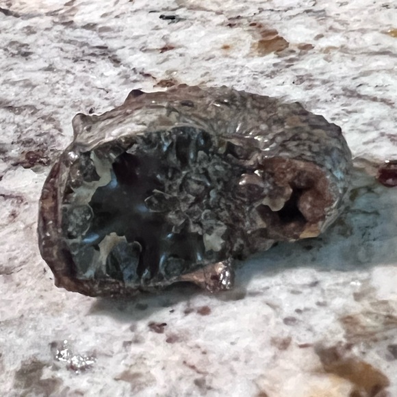 Ammonite, fossil, craft fossil, natural ammonite fossil, ammonite specimen. - Picture 7 of 9